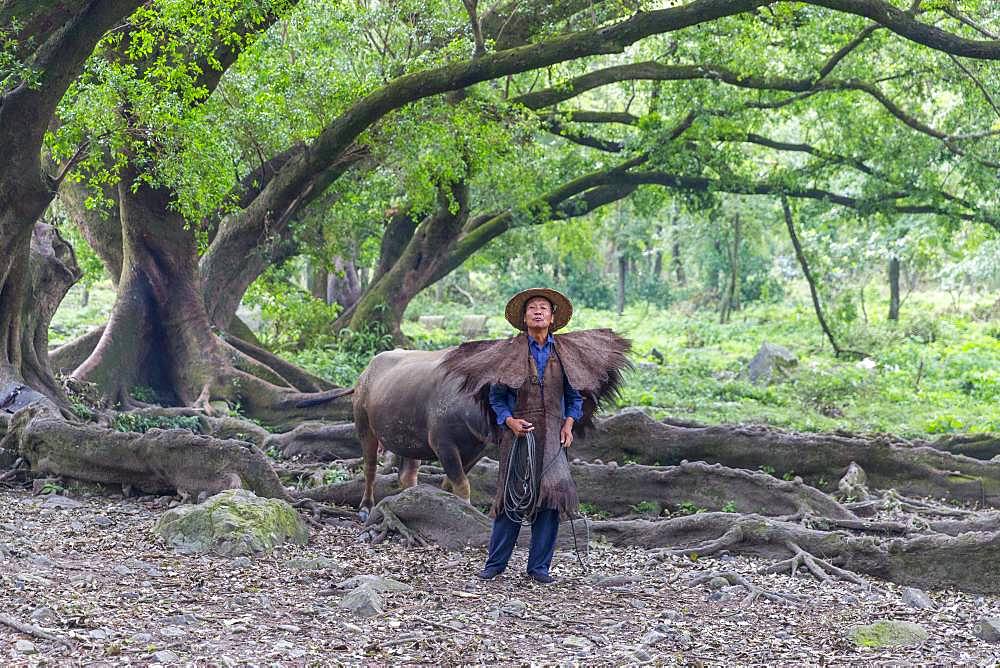 Farmer in traditional clothes and domestic buffalo for agricultural work, Xiapu County, Fujiang Province, China