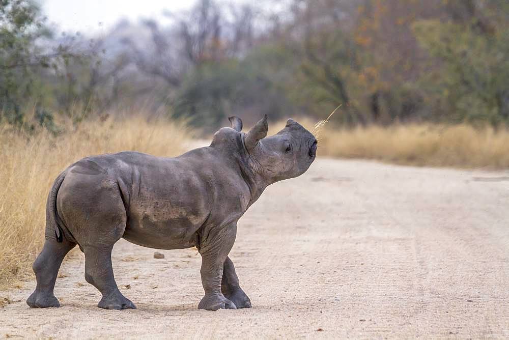 Southern white rhinoceros (Ceratotherium simum simum), Kruger National park, South Africa