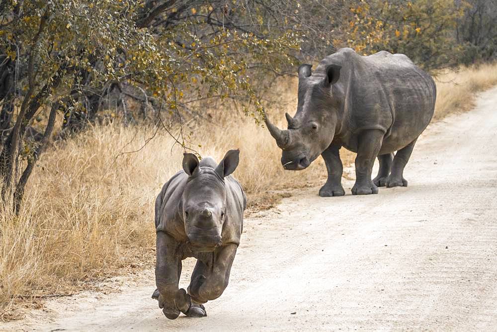 Southern white rhinoceros (Ceratotherium simum simum), Kruger National park, South Africa