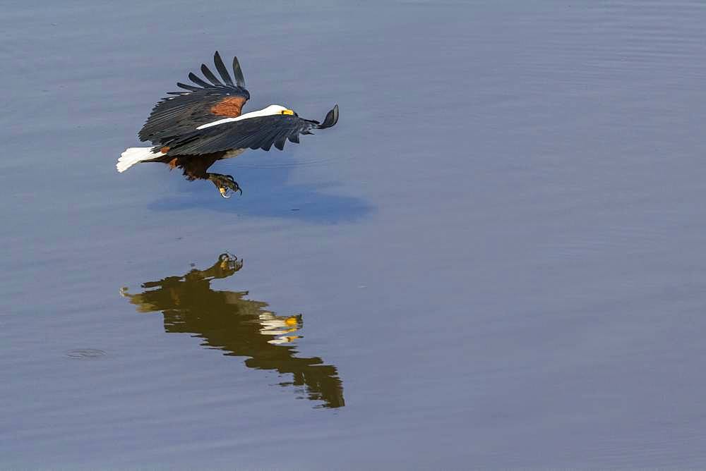 African fish eagle (Haliaeetus vocifer) fishing, Kruger National park, South Africa