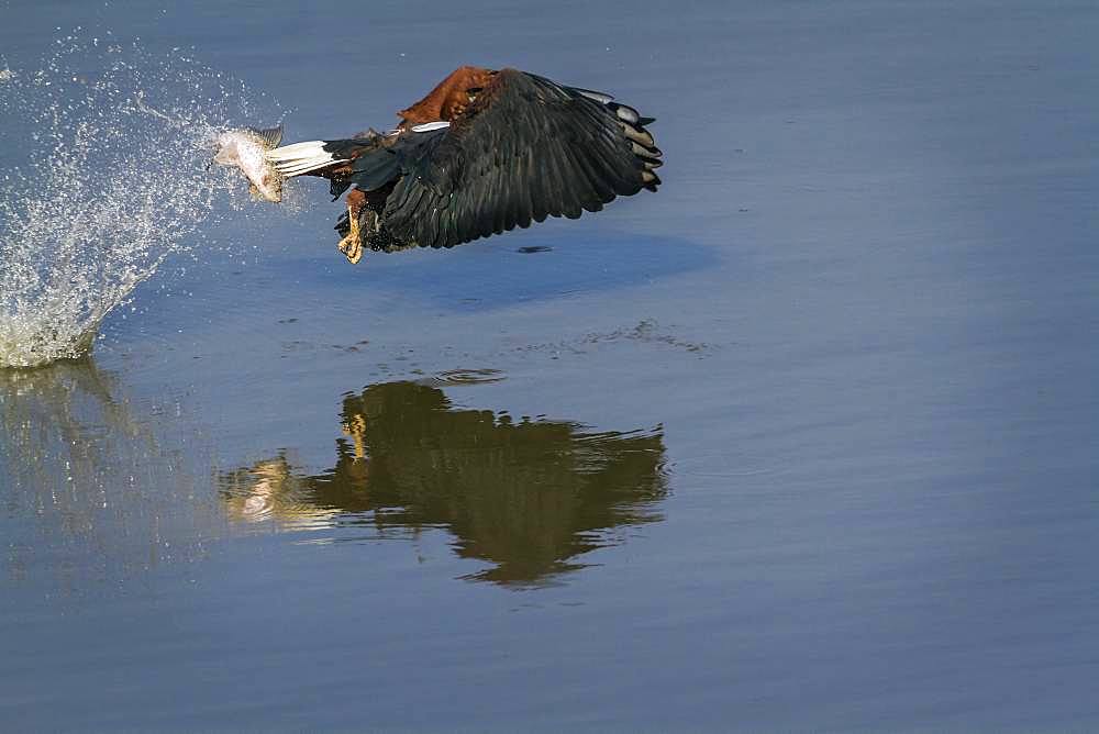 African fish eagle (Haliaeetus vocifer) catching a fish, Kruger National park, South Africa