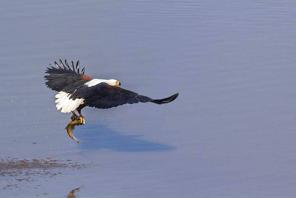 African fish eagle (Haliaeetus vocifer) with a fish, Kruger National park, South Africa