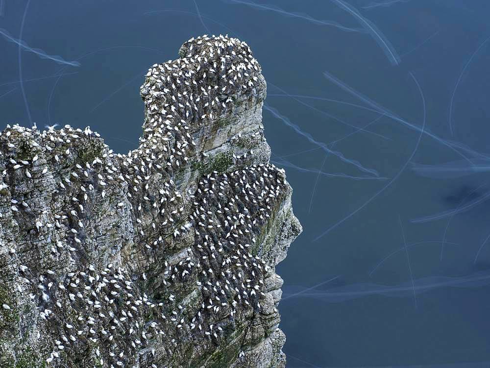 Northern Gannets fly around the colony off the coast of Flamborough, UK.