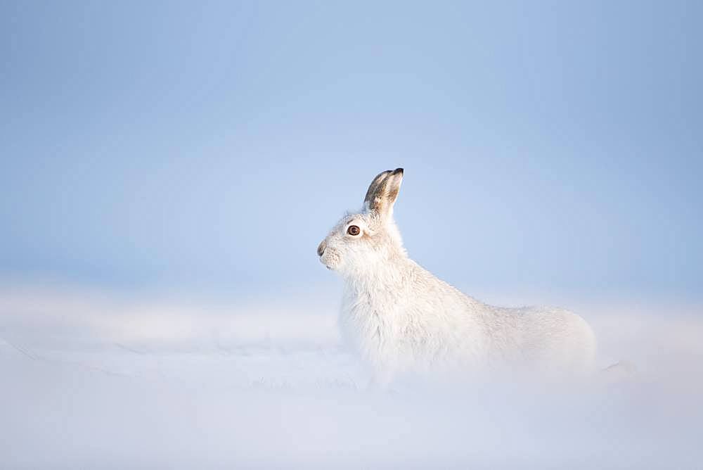 A stunning Mountain Hare (Lepus timidus) stretches in the Cairngorms National Park, UK.