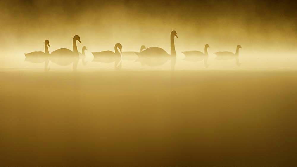 Four Swans are accompanied by four Canada Geese in the early morning sun.