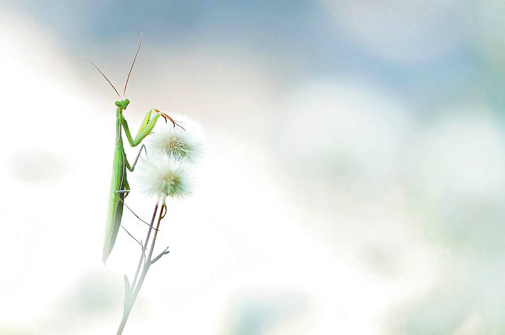 Praying mantis (Mantis religiosa) on flowers