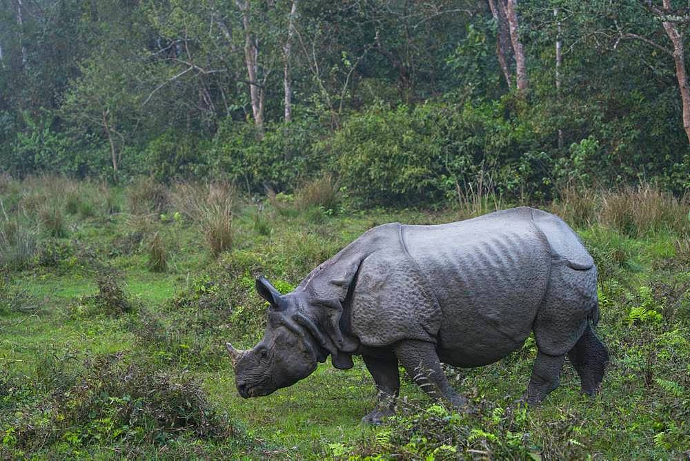 One-horned Asian rhinoceros (Rhinoceros unicornis), Chitwan National Park, Inner Terai lowlands, Nepal, Asia, Unesco World Heritage Site