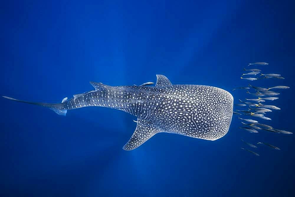 Whale shark (Rhincodon typus) swimming with a school of bonito, Nosy Be, Madagascar