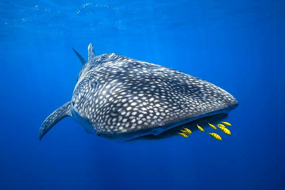 King Trevally (Gnathanodon speciosus) Opening the way to the Whale Shark (Rhincodon typus) in Nosy Be, Madagascar