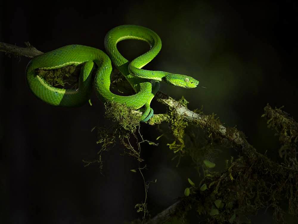 Side-striped Pit Viper (Bothriechis lateralis), Costa Rica, October