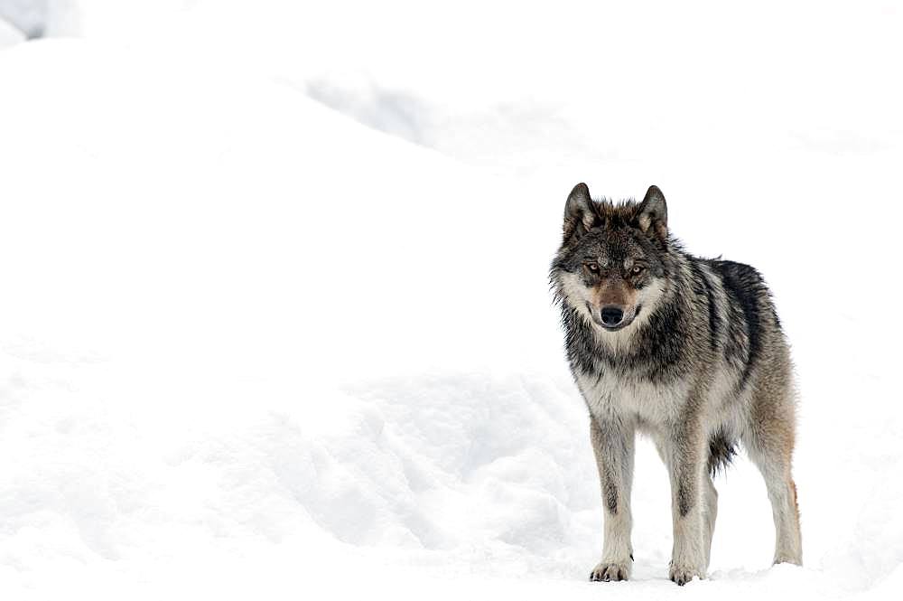 Grey wolf (Canis lupus) in the snow