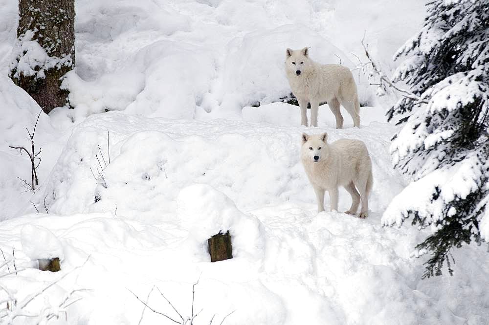 Arctic Wolf (Canis lupus arctos) in the snow