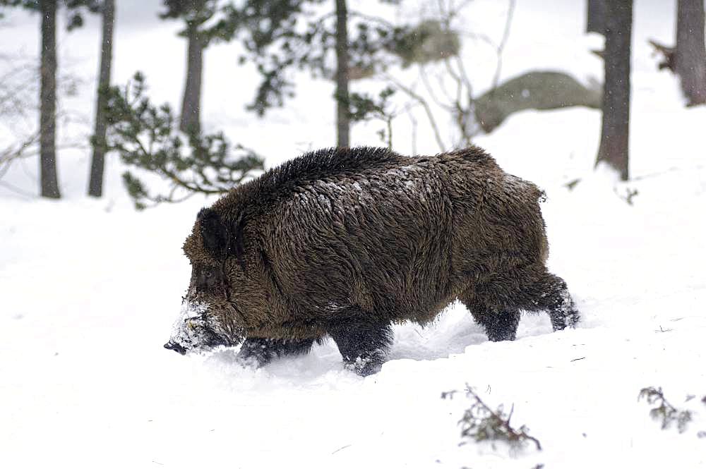 Wild Boar (Sus scrofa) in winter