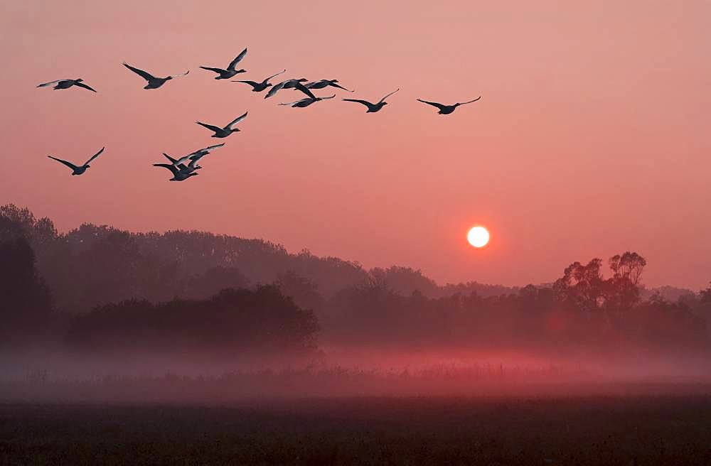 Greylag Geese (Anser anser) in flight, Nature Reserve of the Sauer Delta, Rhine River, Munchhausen, Alsace, France