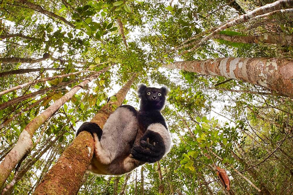 The critically endangered Indri indri photographed in the Mitsinjo natural reserve. This wild individual was feed by leaves to a scientist that was monitoring this group. Madagascar Finalist at Montier en der et à Namur festival 2018.