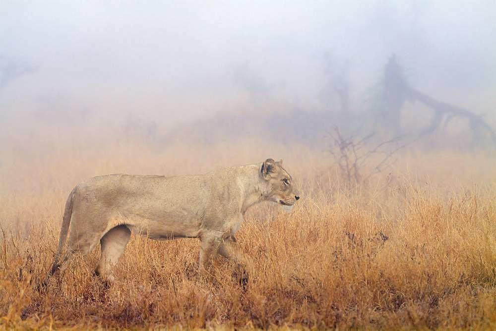 African lion (Panthera leo) in Kruger National park, South Africa