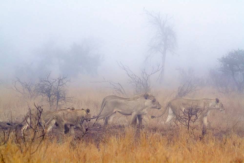 African lion (Panthera leo) in Kruger National park, South Africa