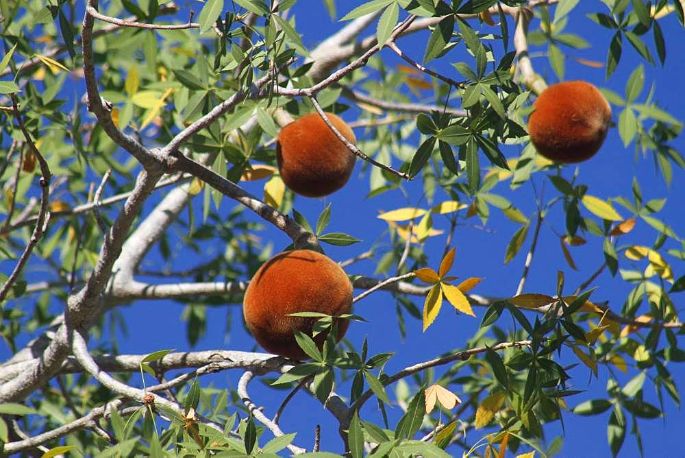 Baobab fruit (Adansonia rubrostipa), Ifaty, Province of Tulear, Madagascar