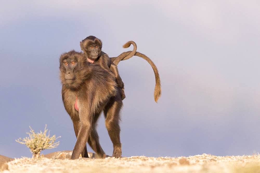 Gelada or Gelada baboon (Theropithecus gelada), adult female with a baby, Debre Libanos, Rift Valley, Ethiopia, Africa