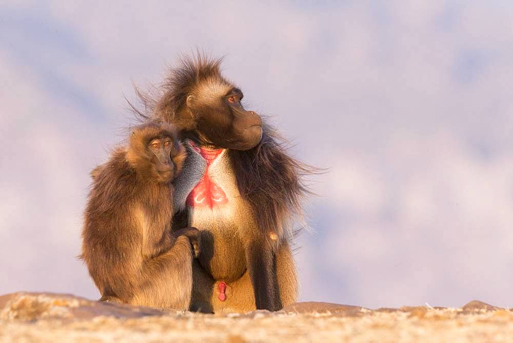 Gelada or Gelada baboon (Theropithecus gelada), dominant male, grooming with a female, Debre Libanos, Rift Valley, Ethiopia, Africa