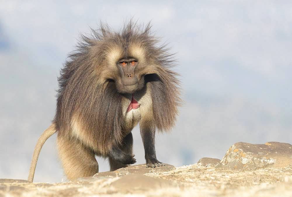 Gelada or Gelada baboon (Theropithecus gelada), dominant male, Debre Libanos, Rift Valley, Ethiopia, Africa