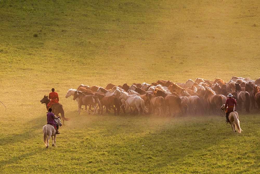 Mongolians horsemen, lead a troop of horses running in a group in the meadow, Bashang Grassland, Zhangjiakou, Hebei Province, Inner Mongolia, China