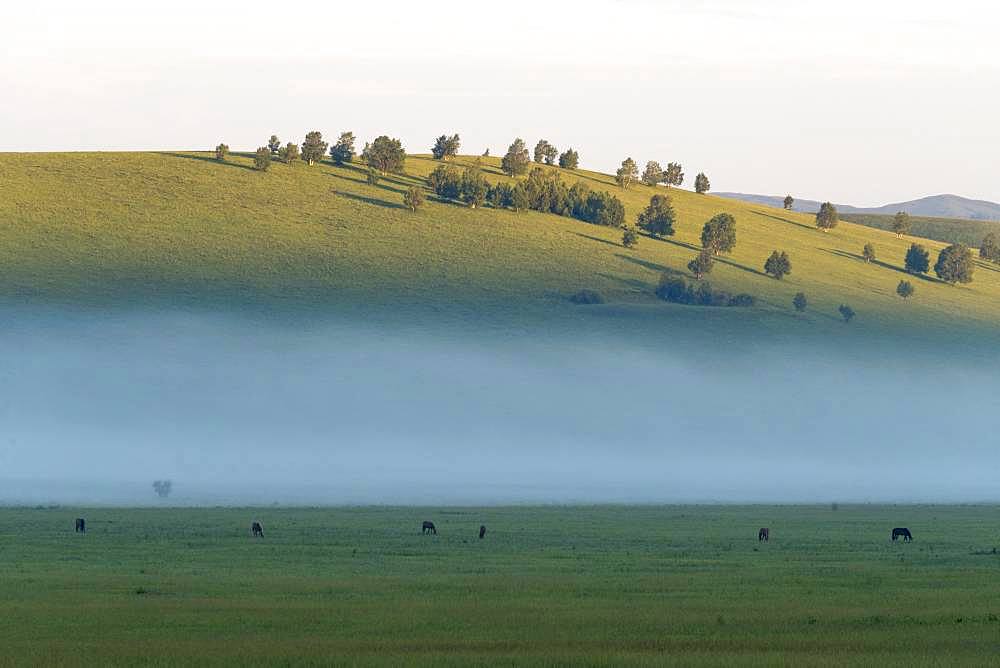 Colline landscape, Bashang Grassland, Zhangjiakou, Hebei Province, Inner Mongolia, China