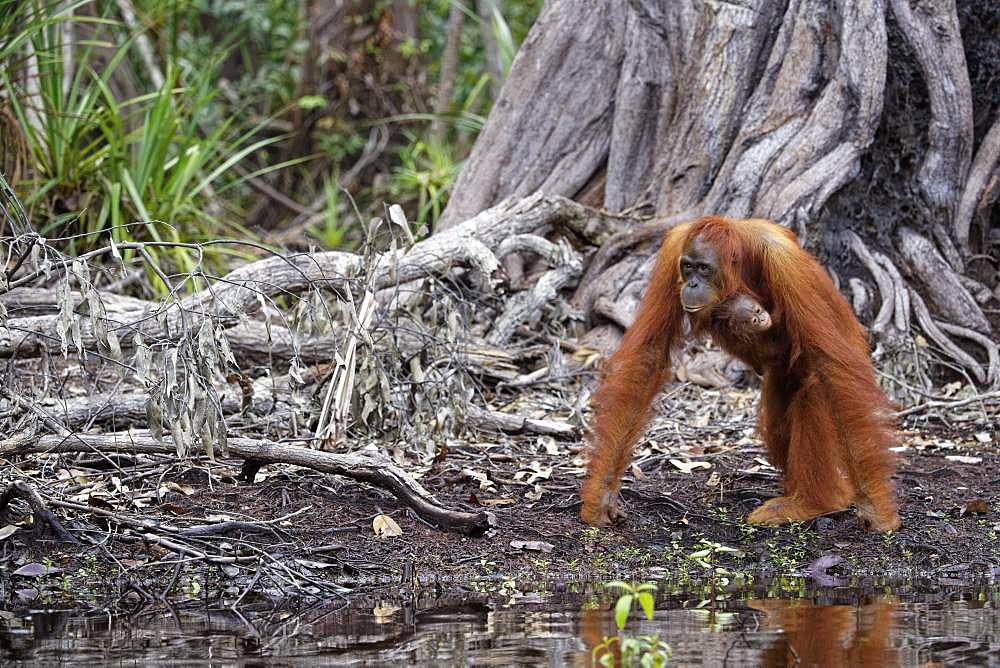 Orang utan (Pongo pygmaeus) with young on riverbank, Tanjung Puting, Kalimantan, Indonesia