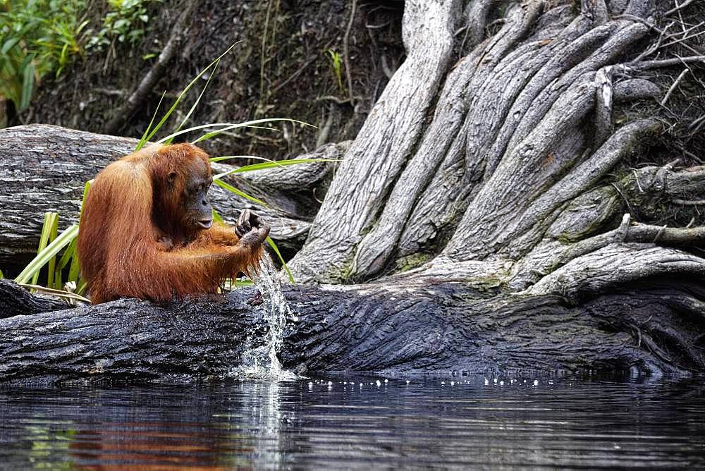 Orang utan (Pongo pygmaeus) with young, Tanjung Puting, Kalimantan, Indonesia