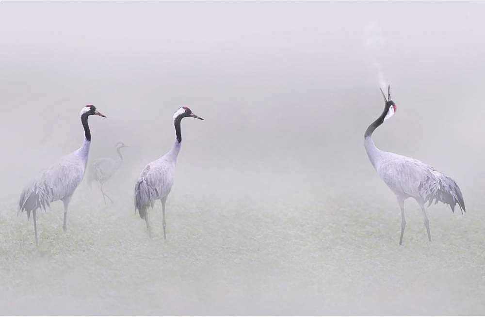 Common cranes (Grus grus) in the fog, Lac du Der, Champagne, France