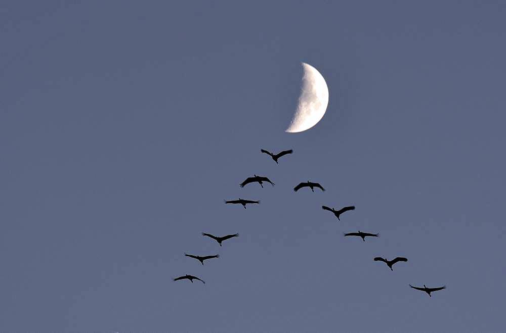 Common cranes (Grus grus) V-flight in front of the moon, Lake Der, Champagne, France