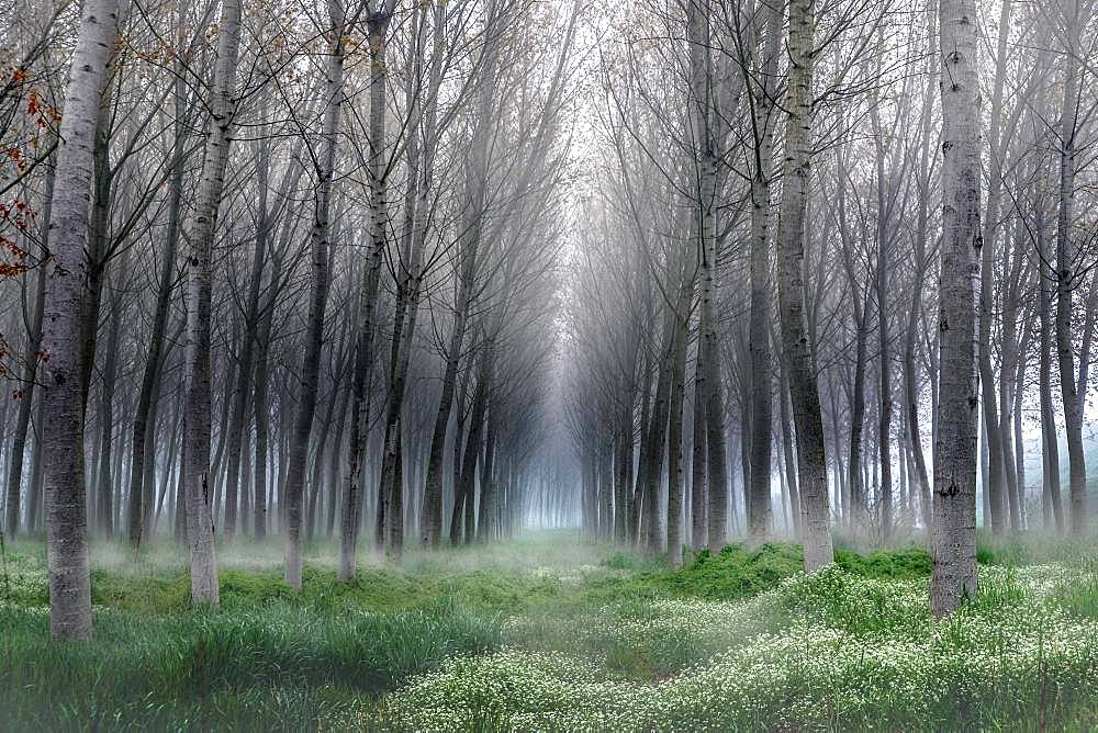 Fog in the poplar, Riva, Mantova, Italy