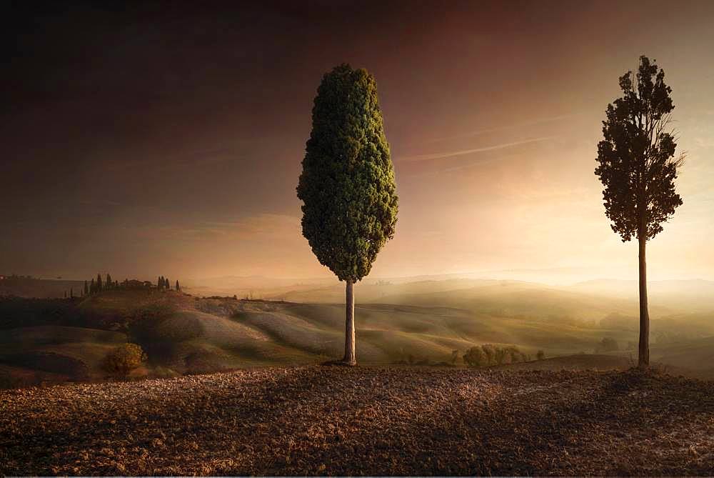 Cypres trees in Val d'Orcia, San Quirico d'Orcia, Siena, Tuscany, Italy