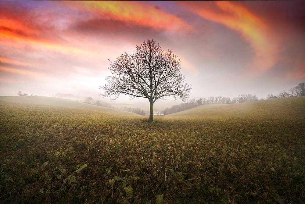 Walnut tree between the hills, Langhirano, Emilia-Romagna, italy