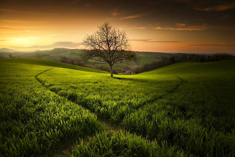 Walnut tree and paths made by the roes, Langhirano, Emilia-Romagna, italy