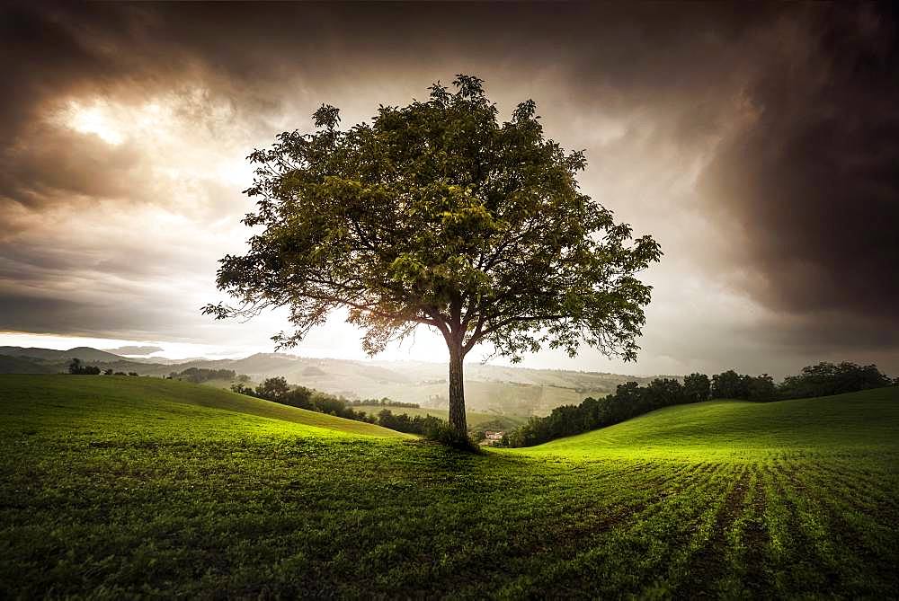 Walnut tree between the hills, Langhirano, Emilia-Romagna, italy