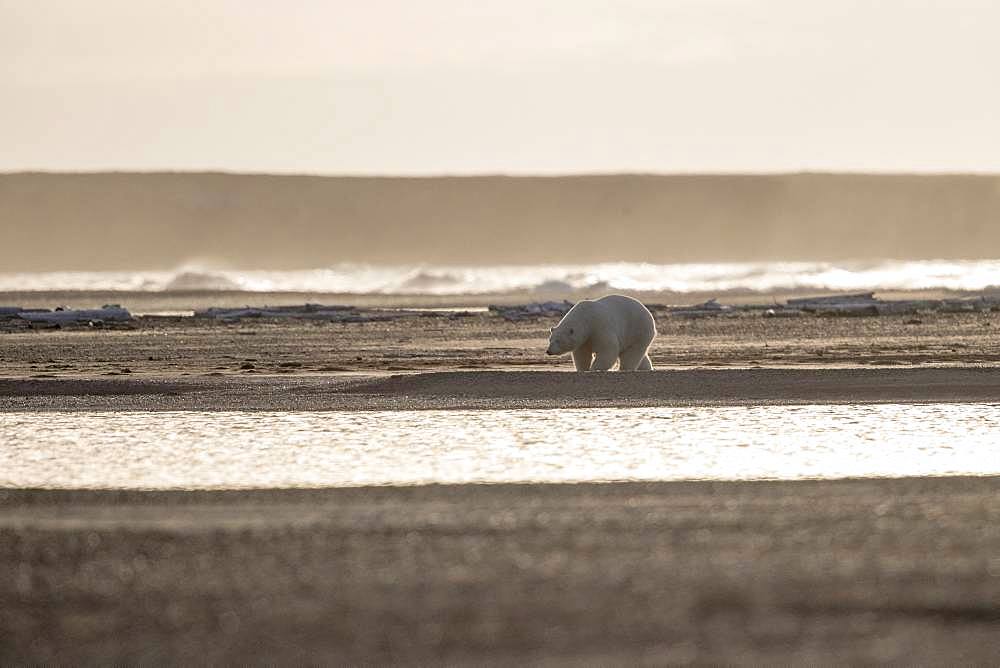 Polar Bear( Ursus maritimus ) walking along a barrier island outside Kaktovik, Every fall, polar bears (Ursus maritimus) gather near Kaktovik on the northern edge of ANWR, Barter Island, Arctic National Wildlife Refuge, Alaska