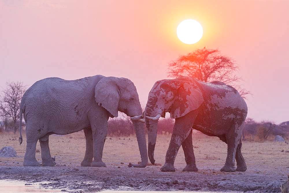 African bush elephant or African savanna elephant (Loxodonta africana), around a water hole, Nxai pan national park, Bostwana