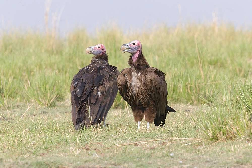 Lappet-faced vulture or Nubian vulture (Torgos tracheliotos), Chobe river, Chobe i National Park, Bostwana