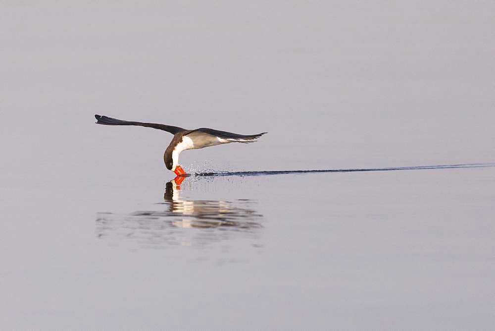 African skimmer (Rynchops flavirostris), fishing, Chobe river, Chobe National Park, Bostwana