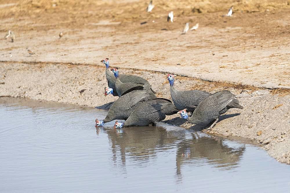 Helmeted guineafowl (Numida meleagris), group drinking, Moremi National Park, Bostwana