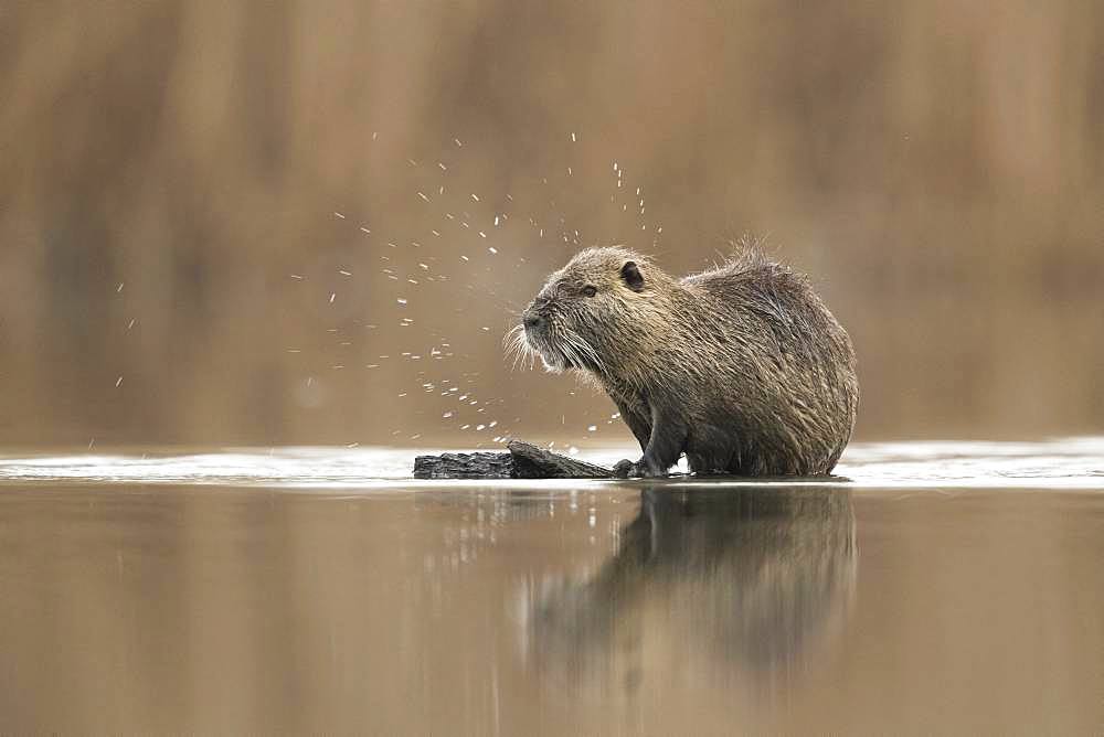 Coypu (Myocastor coypus). A large Coypu grooms on a floating log in Greece.