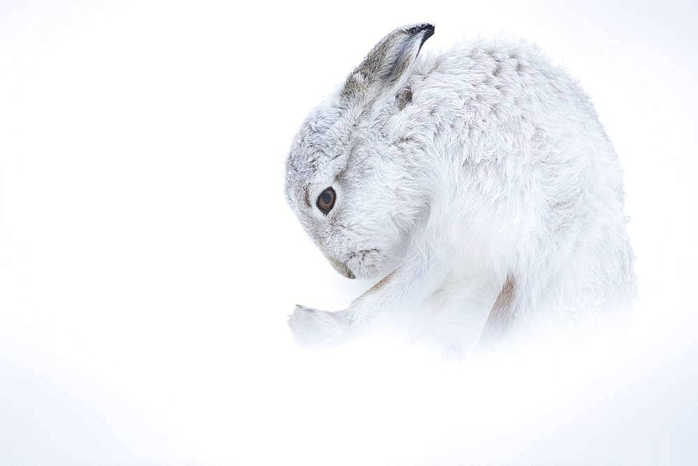 Mountain Hare (Lepus timidus). A Mountain Hare grooms in the Cairngorms National Park, UK.