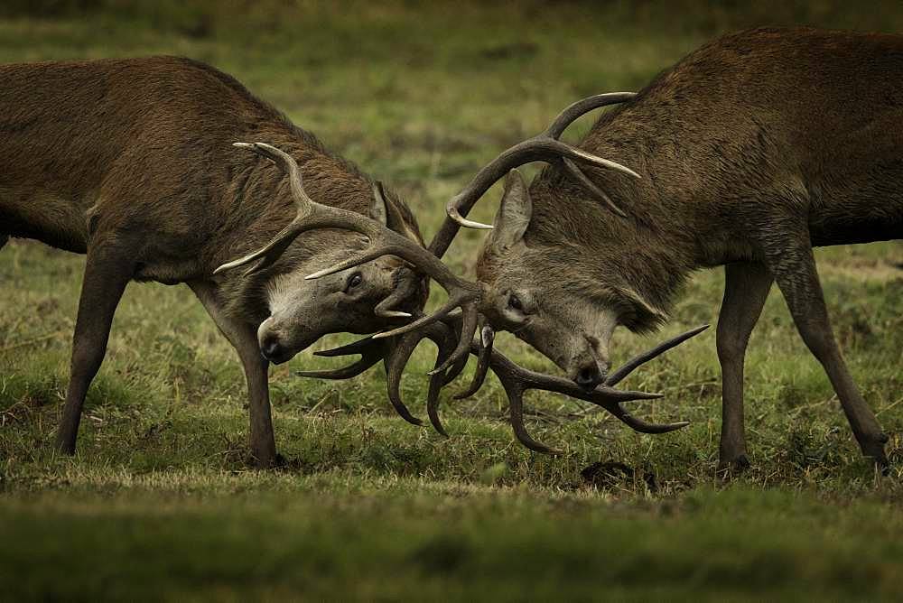 Red Deer (Cervus elaphus). Two Red Deer Stags rut in the Peak District National Park, UK.