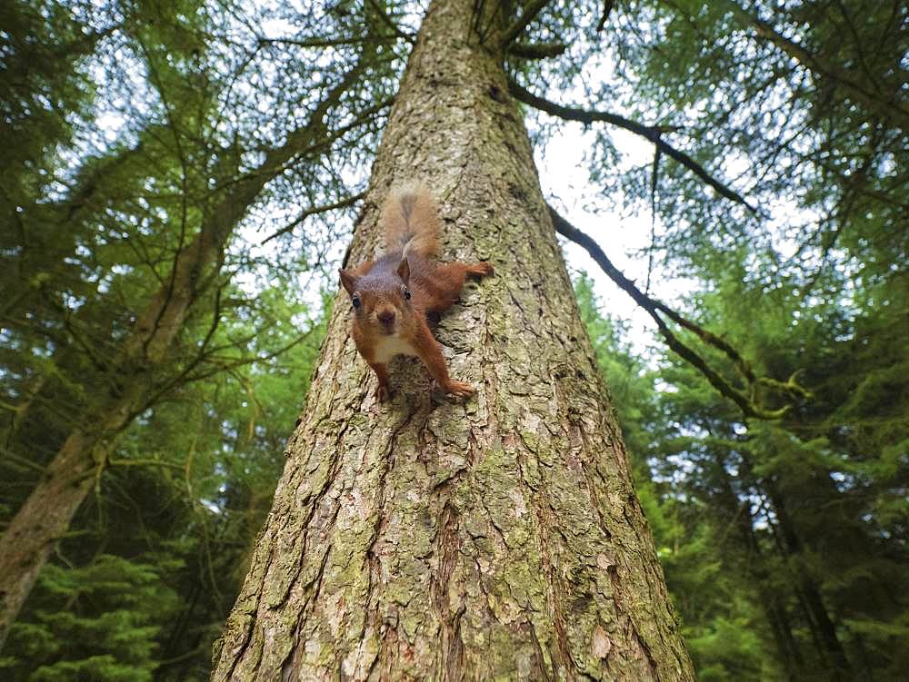 Red Squirrel (Sciurus vulgaris). An inquisitive Red Squirrel scrambles down the tree in the woodlands of Yorkshire in the UK.