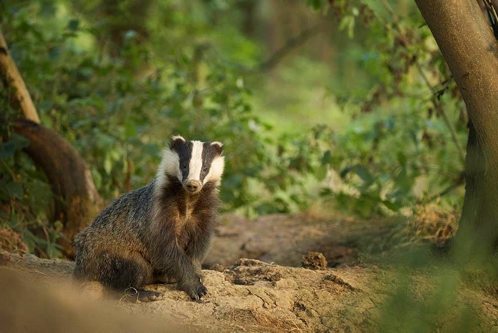 European Badger (Meles meles). A large sow emerges from the sett in the Peak District National Park, UK.