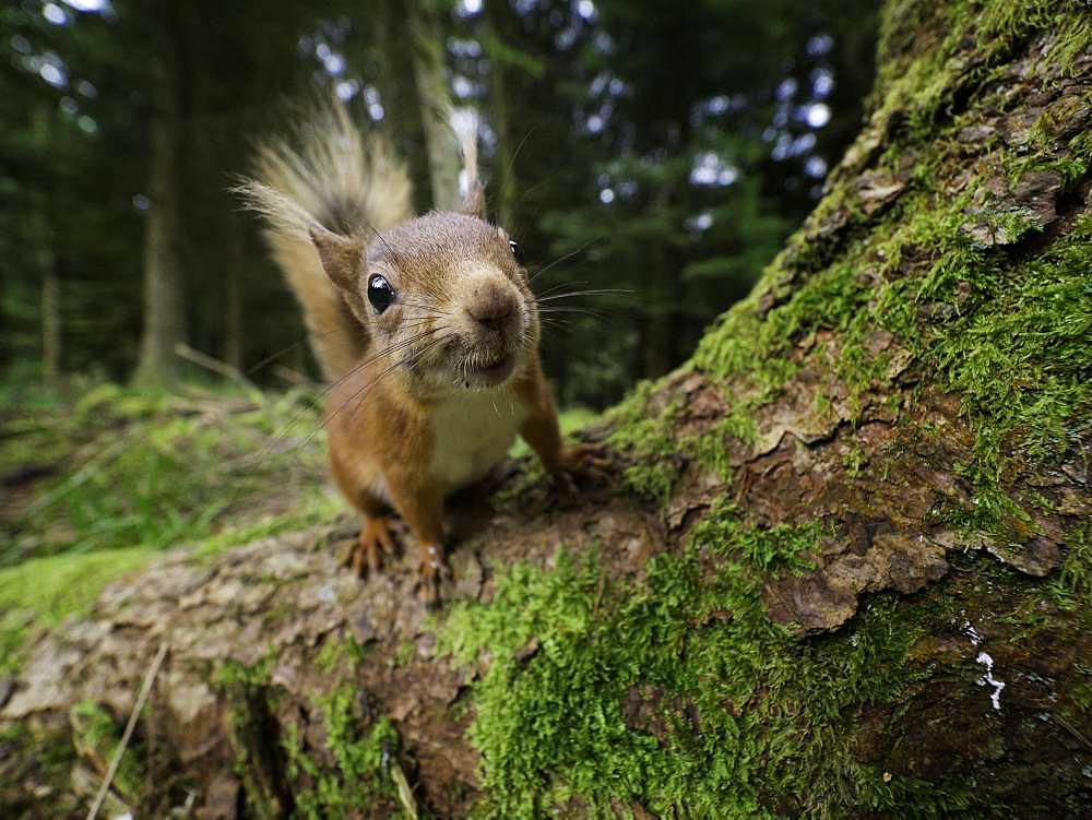 A curious Red Squirrel (Sciurus vulgaris) approaches in the woodlands of Yorkshire in the UK.