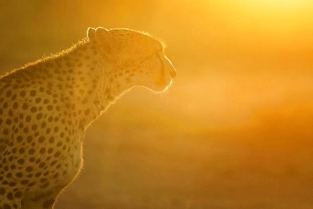 A Cheetah (Acinonyx jubatus) walks into the light in the Maasai Mara, Kenya.