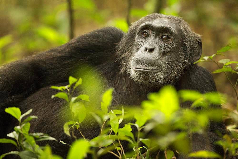 Chimpanzee (Pan troglodytes) rests in the rainforests of Africa.