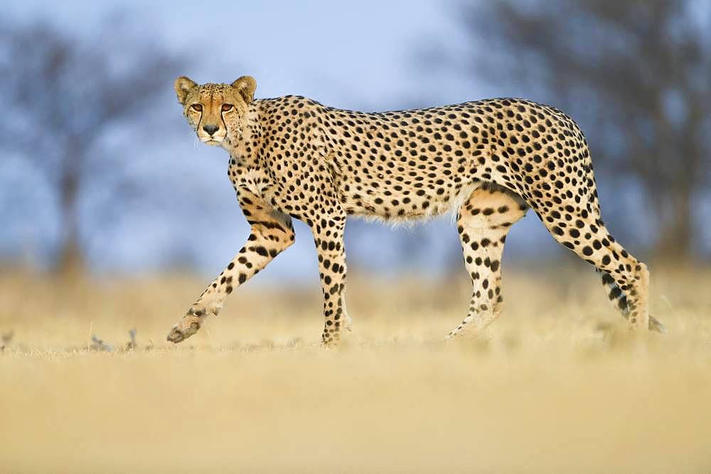 Cheetah (Acinonyx jubatus) male walking, Nxai Pan, Botswana